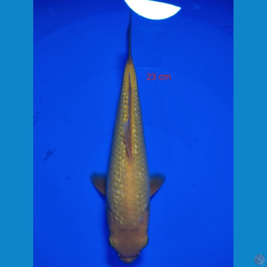 RED KARASI GINRIN 23 CM 