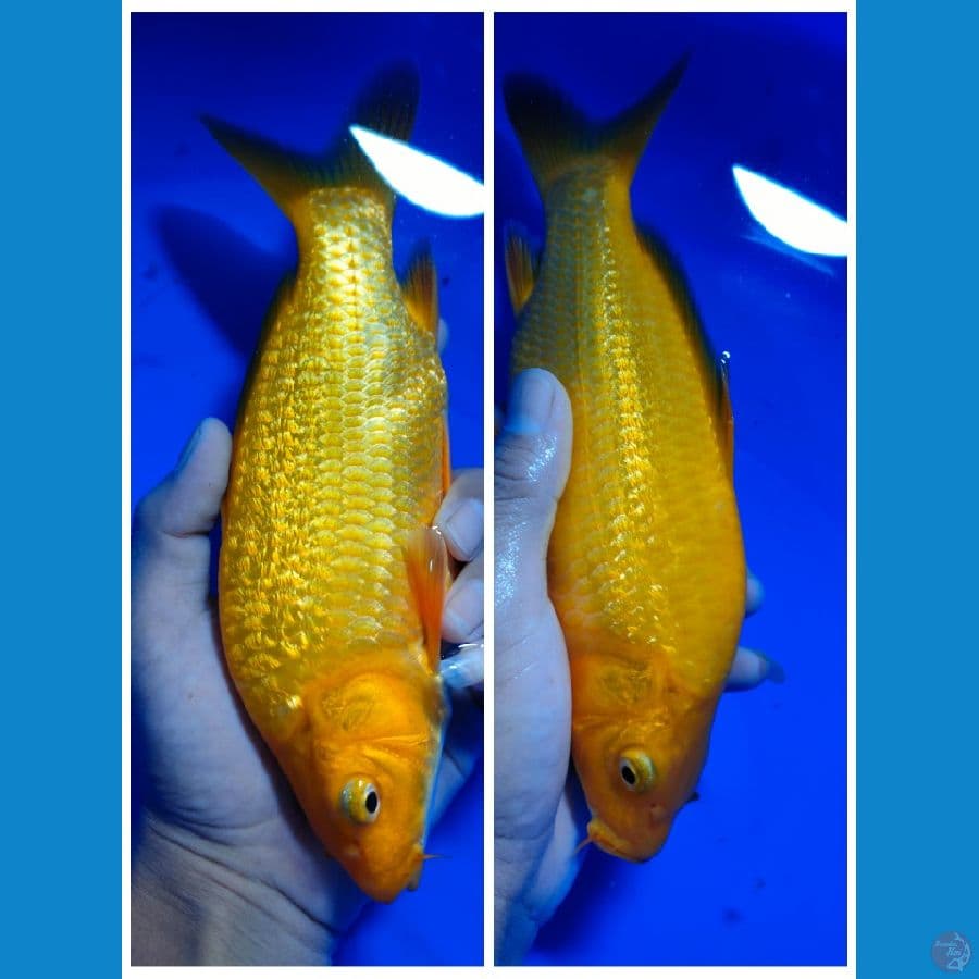 RED KARASI GINRIN 23 CM 