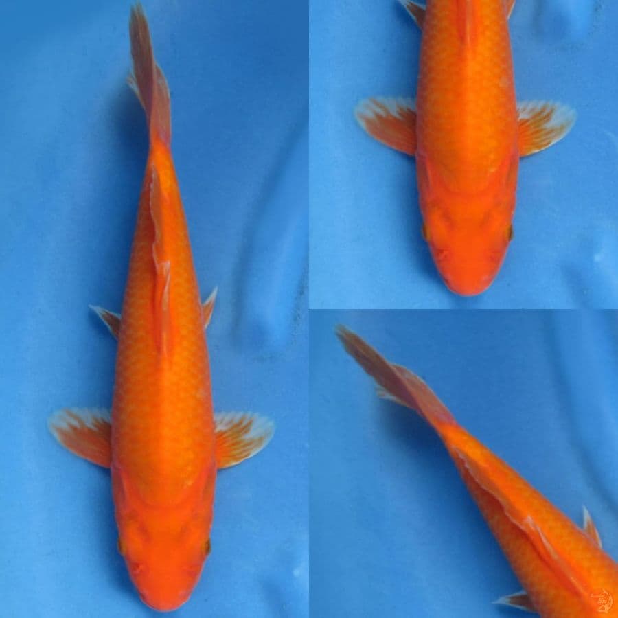34cm , Benigoi male