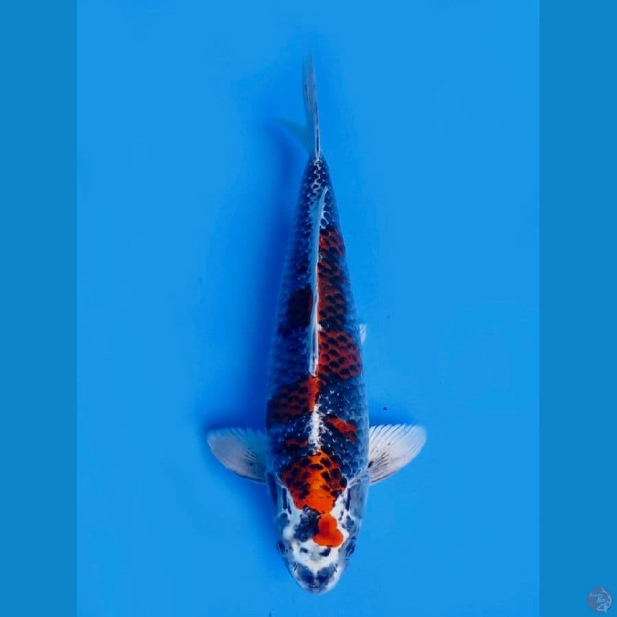 45cm - Beniginga male 