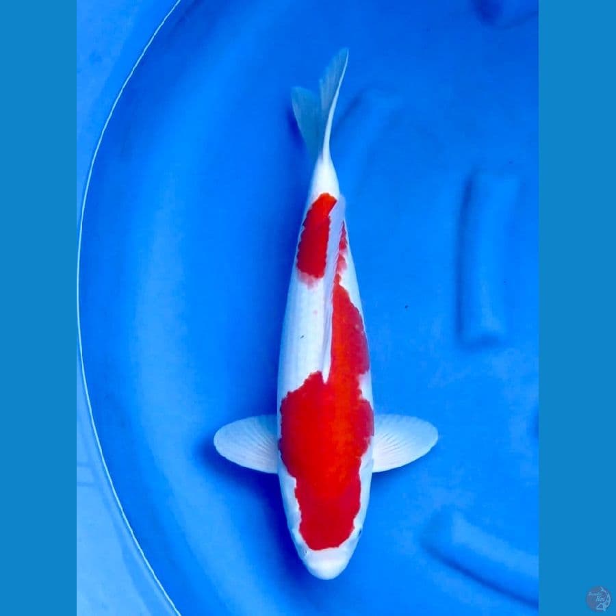47cm - male Kohaku