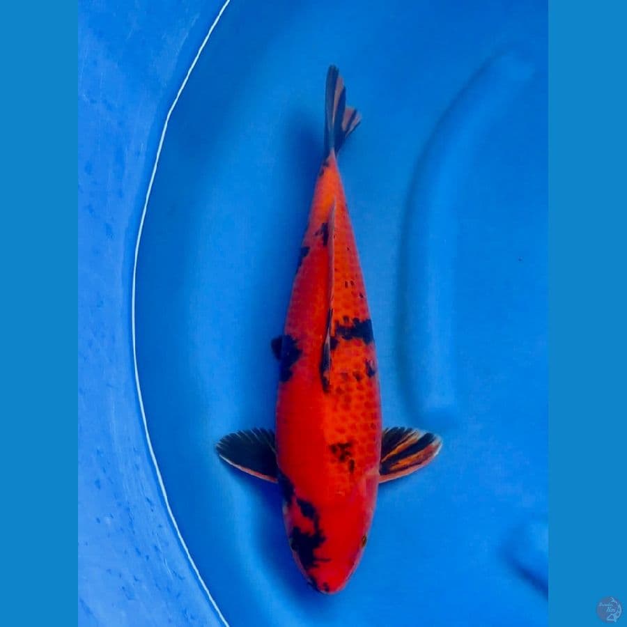 45cm - Utsuri male