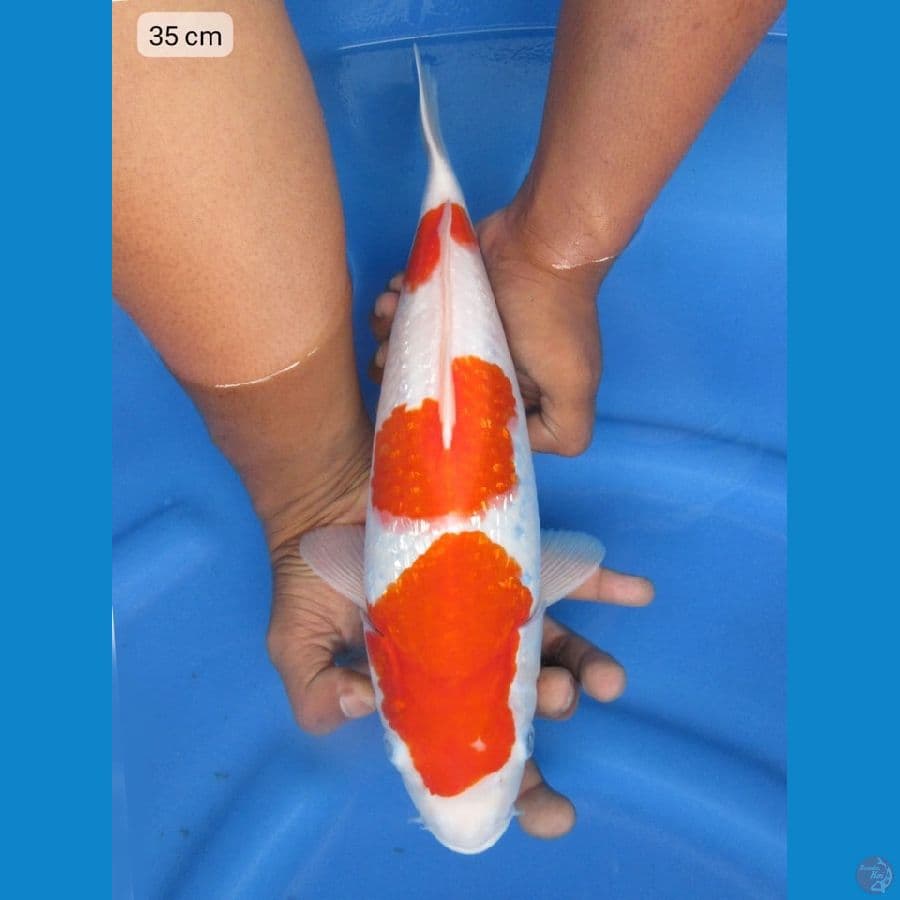 35cm - F1 Kohaku Ginrin