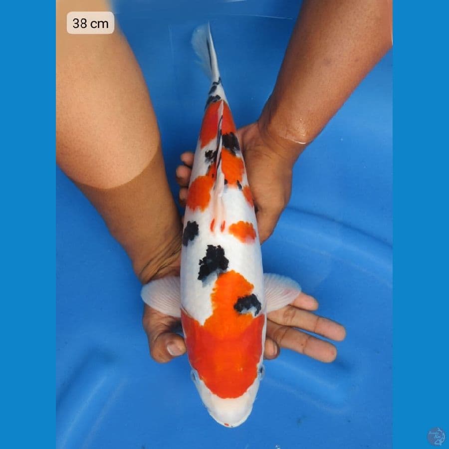 38cm - F1 sanke