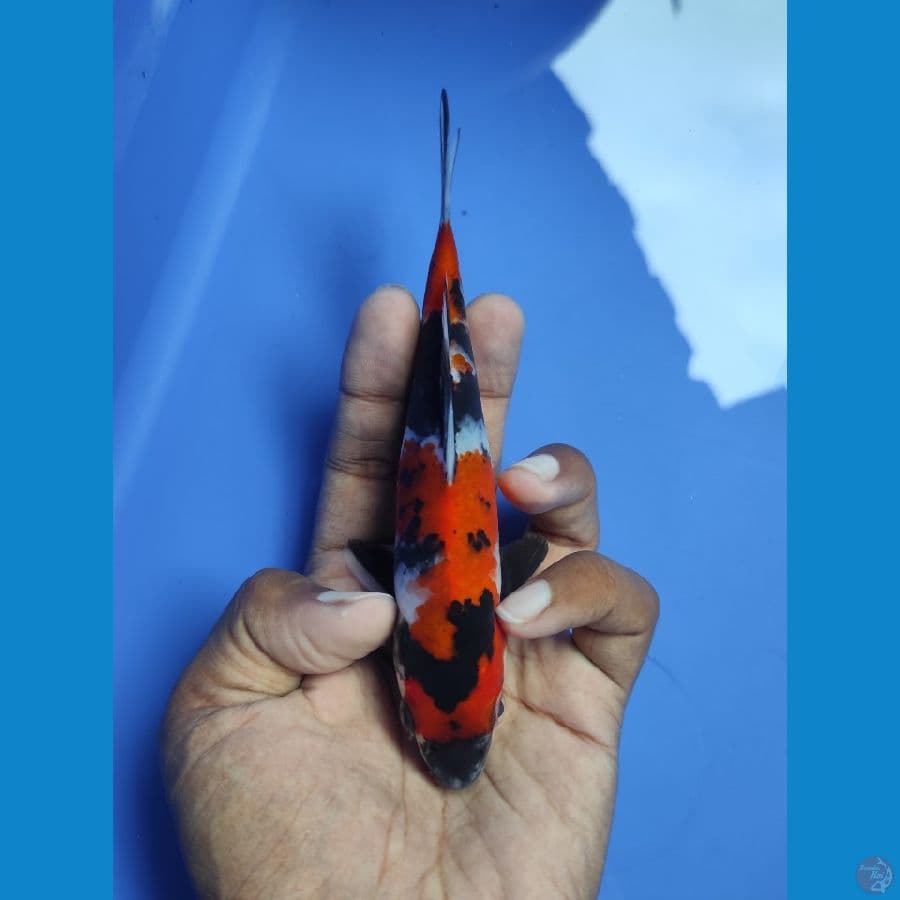 SHOWA SANSHOKU 16CM