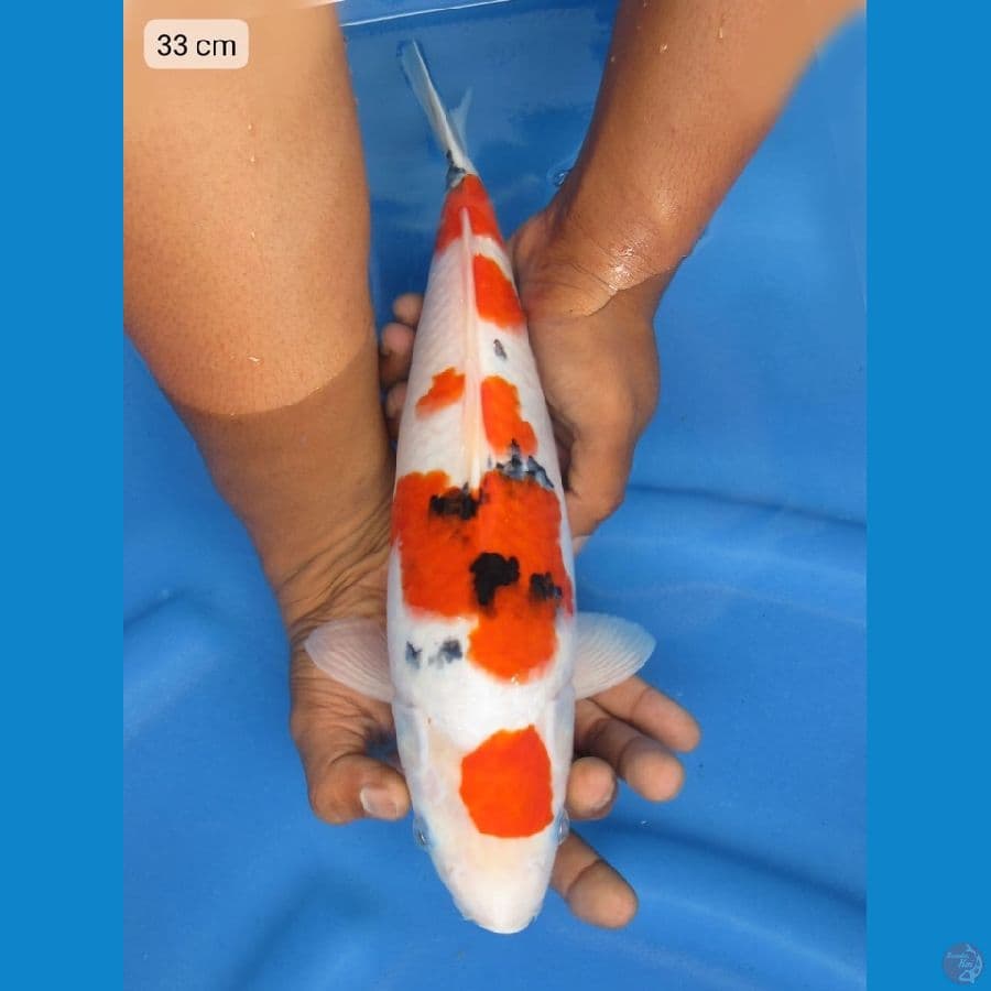 33cm - F1 sanke