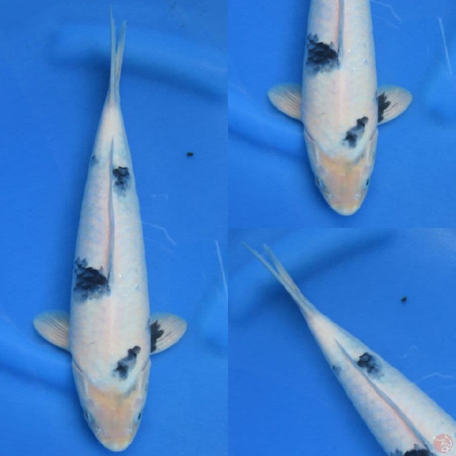 34cm , Shiro Tategoi male