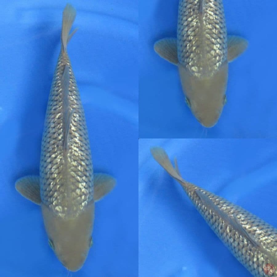 39cm , Chagoi male bersih