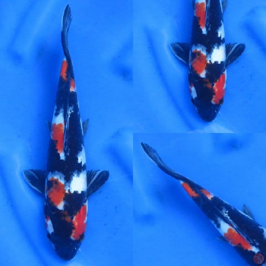 34cm , Showa Male