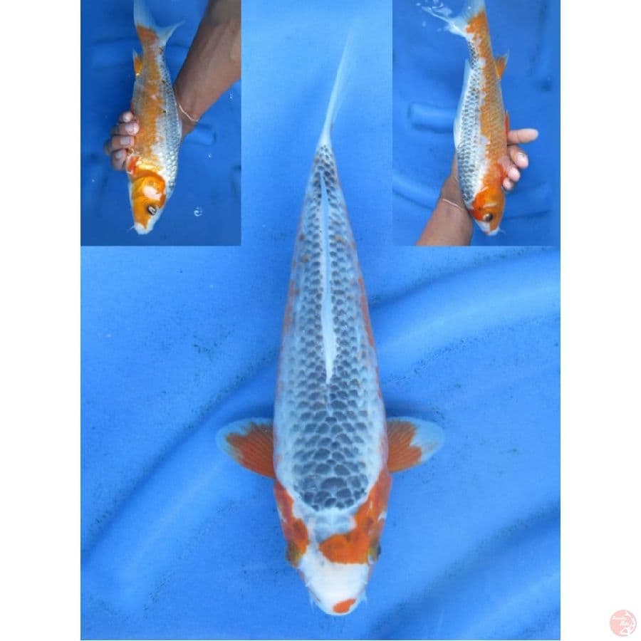 29cm , Asagi male