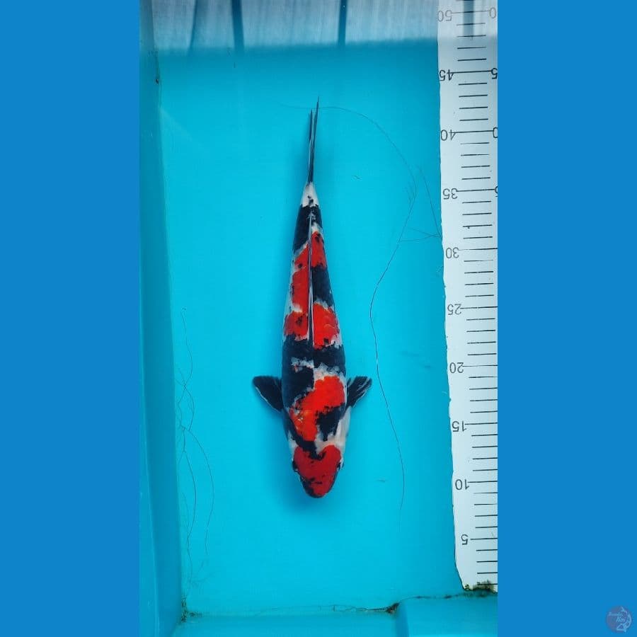Showa Male size 32 cm