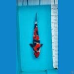 Showa Male size 32 cm