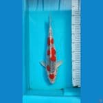 Goshiki Racing Male size 37 cm