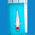 Tancho Kohaku Male size 40 cm