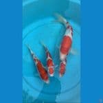 ALL ORI KOHAKU 