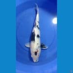siro bocor sowa jumbo 50cm