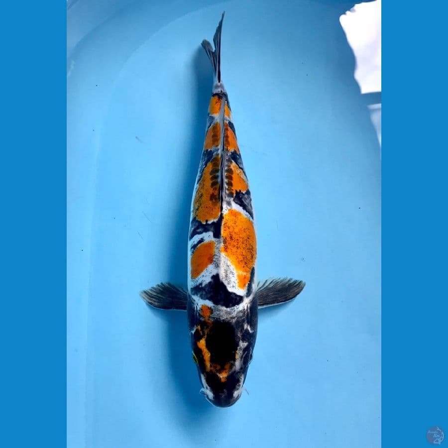 kikokuryu 35cm
