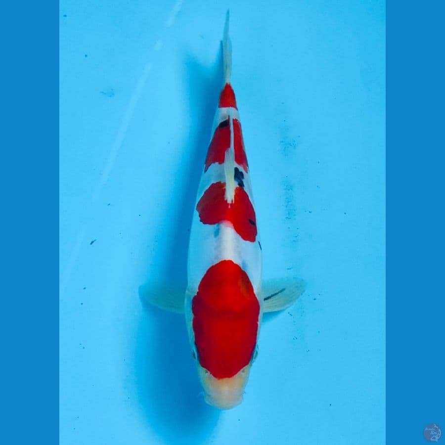 sanke doitsu 20cm