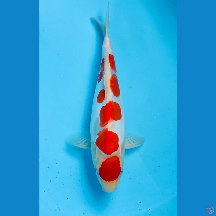 kohaku doitsu 26cm