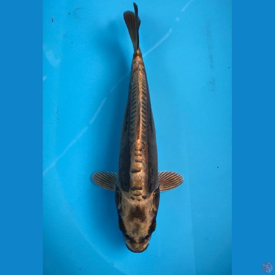 mizuho brown 30cm