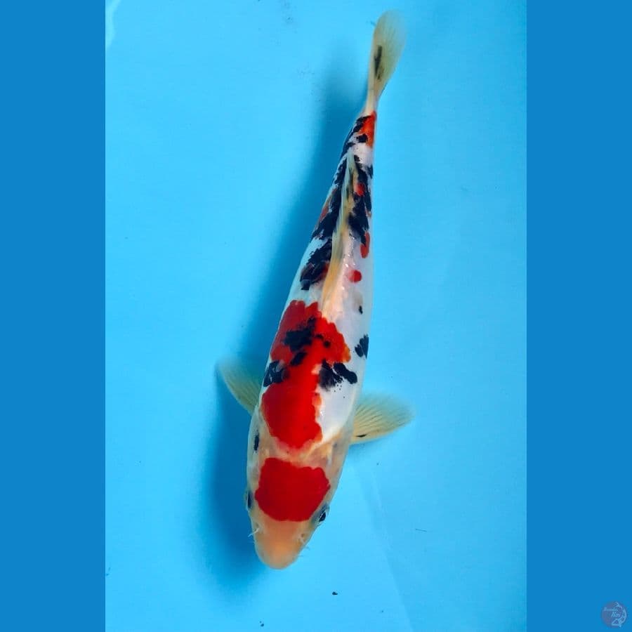 sanke doitsu 23cm