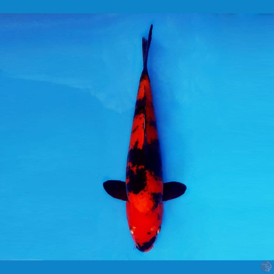 MAGURO 1 - Hiu Utsuri 36 cm/male ®