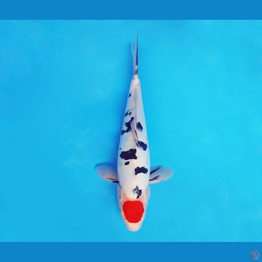 MAGURO 2- Tancho Sanke Doitsu 31 cm/male ™