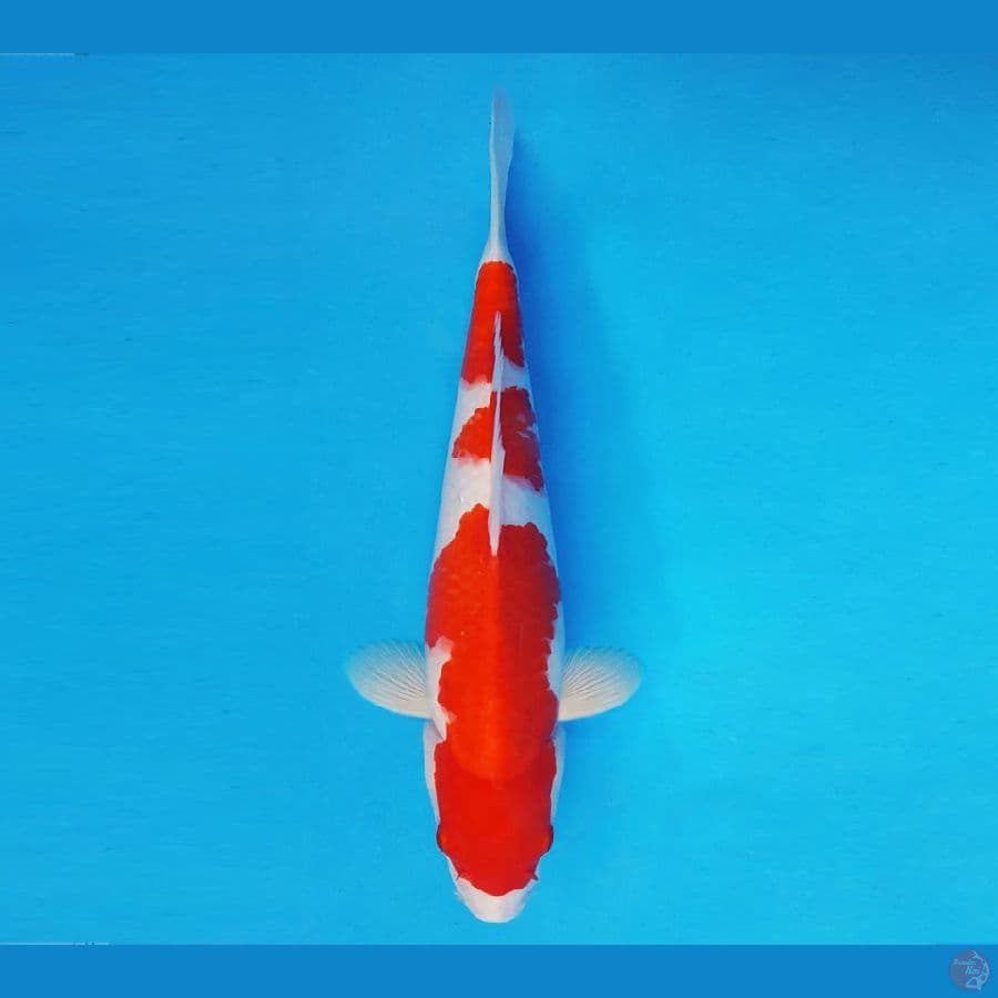 MAGURO 5 - Kohaku 35 cm/fm ®