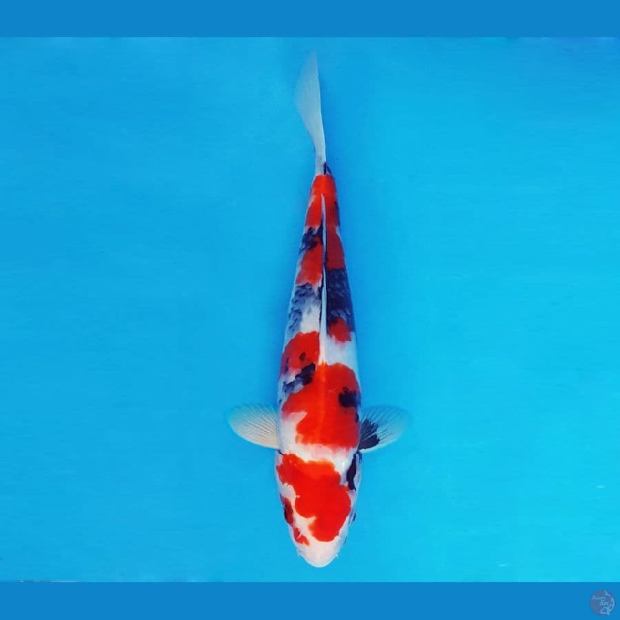 MAGURO 6 - Showa Evo 33 cm/fm ®