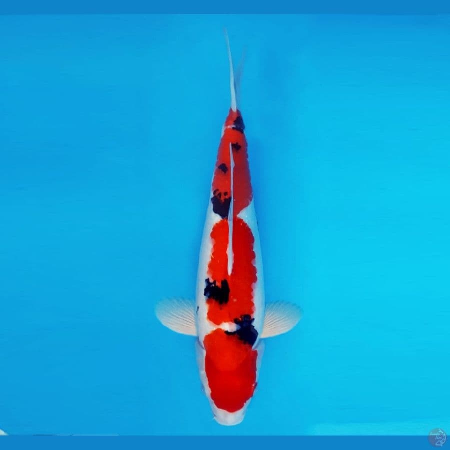 MAGURO 7 - Sanke 35 cm/fm ®