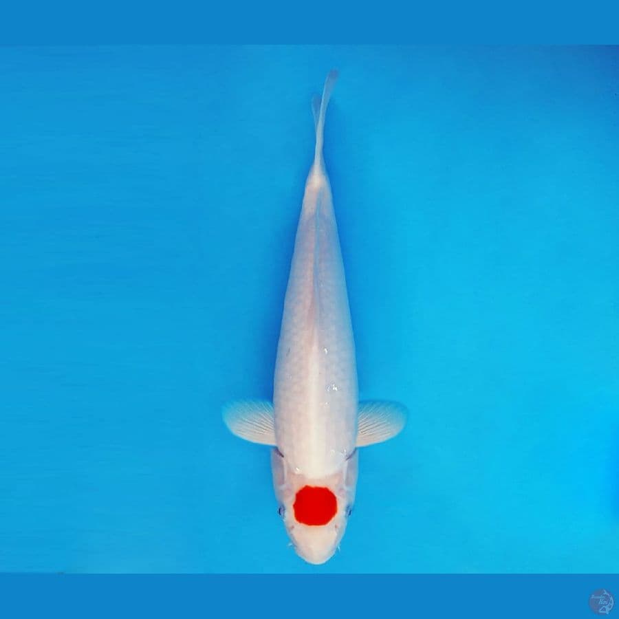 MAGURO 11 - Tancho Sanke 34 cm/fm ®