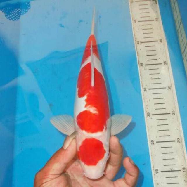 KOHAKU MARUTEN