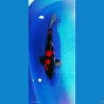 showa 45 cm male