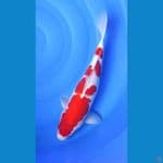 Kohaku red strong.. 39cm. Male™