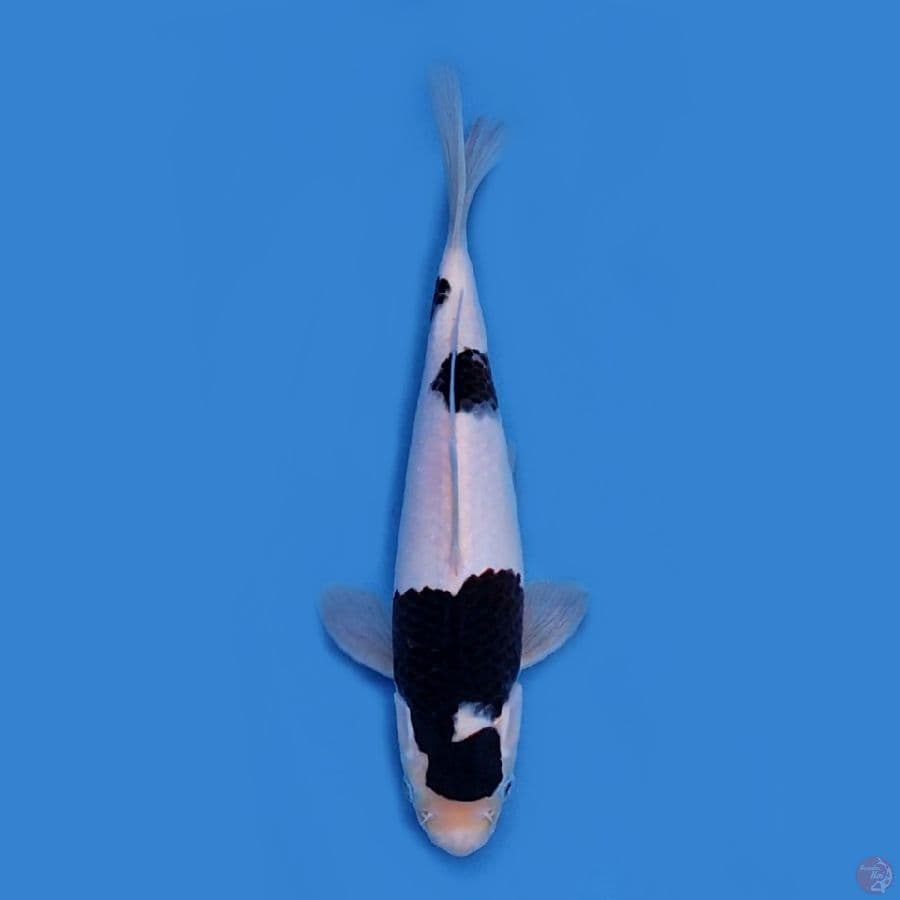 Budo koromo SQ 25 cm Kualitas  