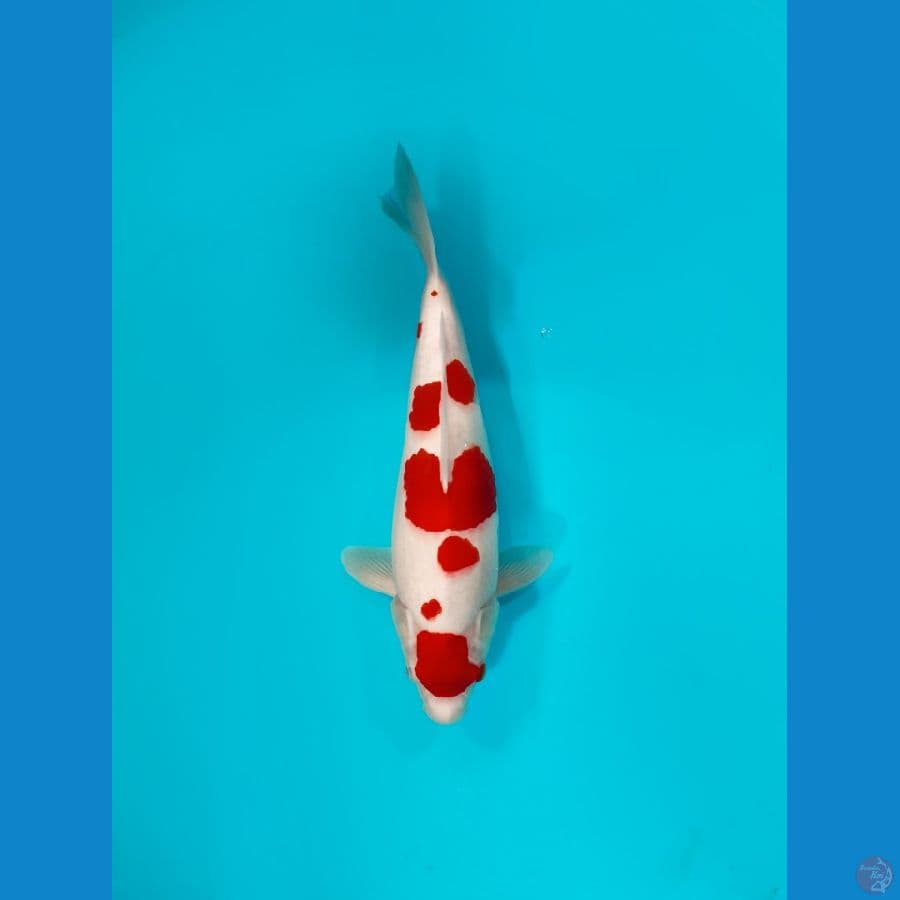 kohaku HQ 33cm