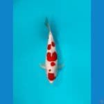 kohaku HQ 33cm