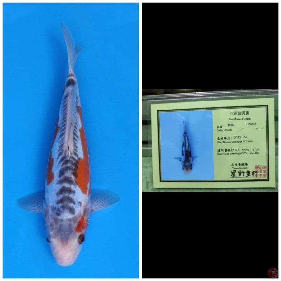 Yamaju Shusui