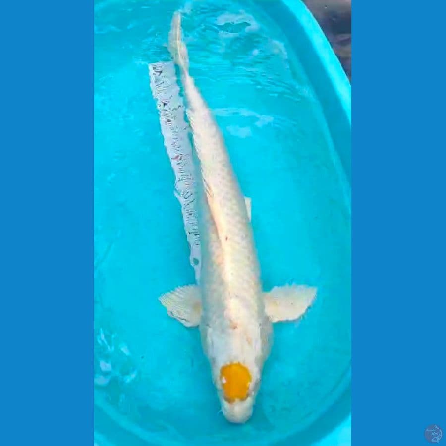 tanco hariwake 60cm