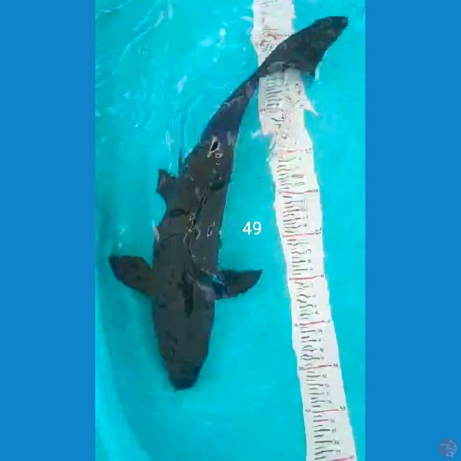 bleck karasugoi 49cm