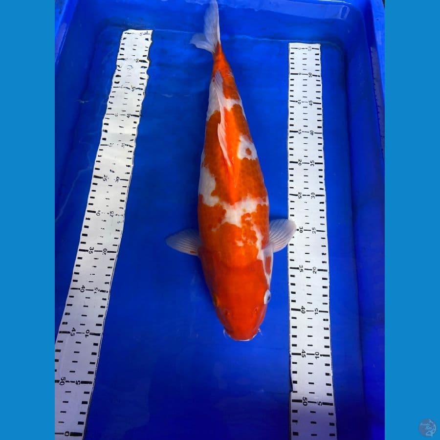 kohaku