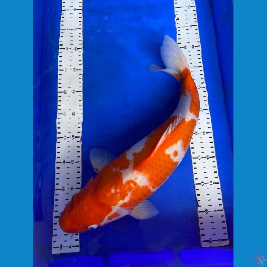kohaku