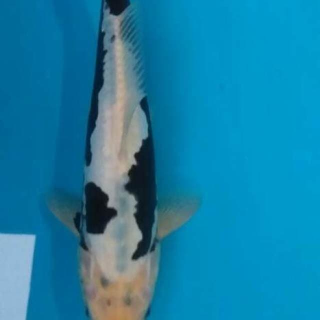 Jantan