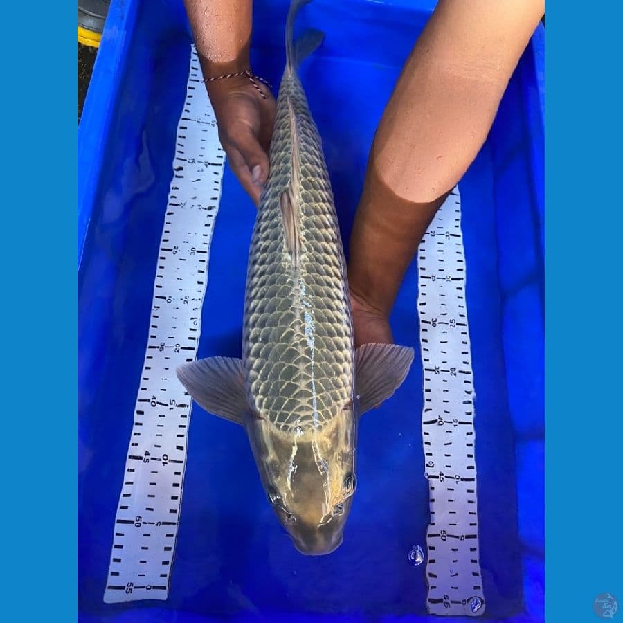 ogon jantan 53 cm ~ak 1