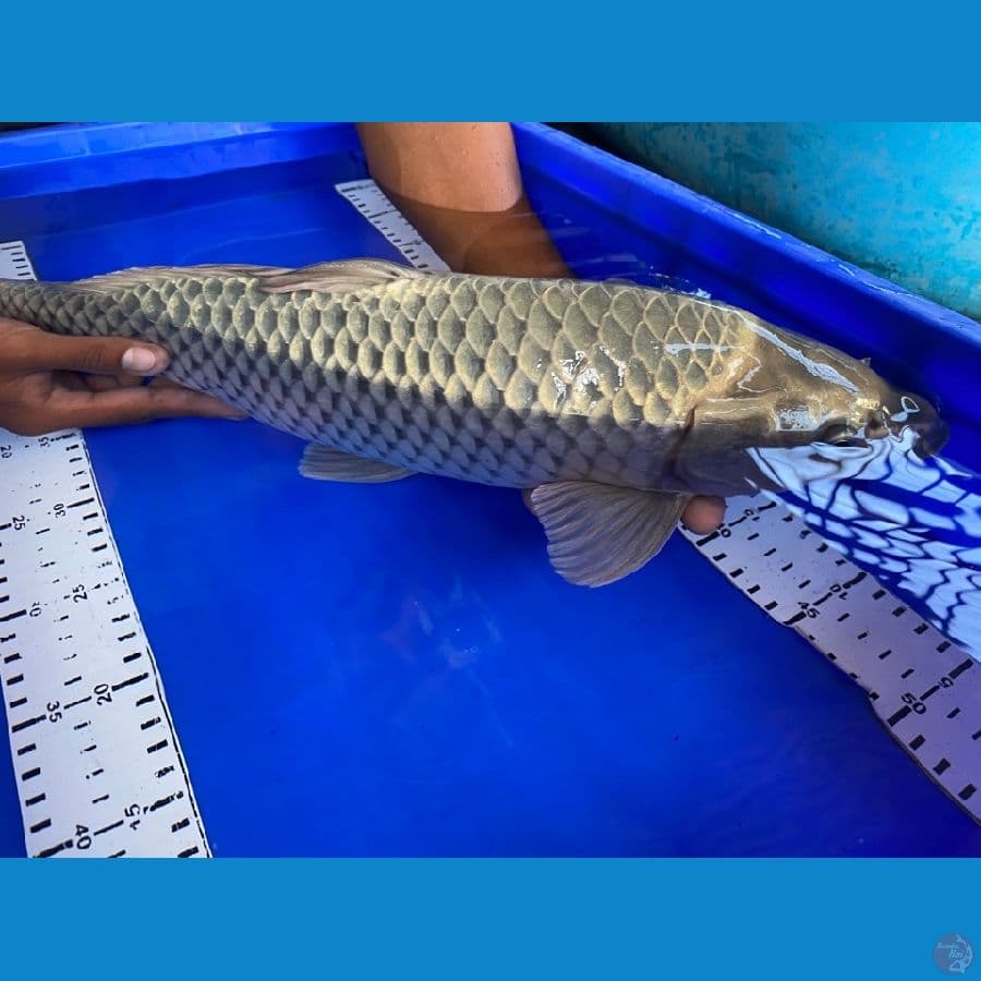 ogon jantan 53 cm ~ak 1