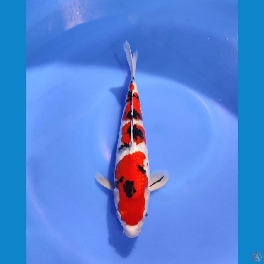 NGJI - SANKE 28CM MALE 