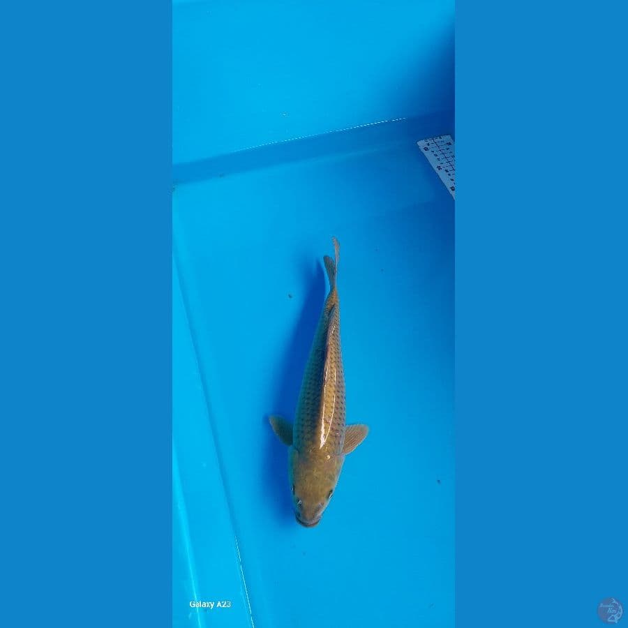 cagoi 35cm