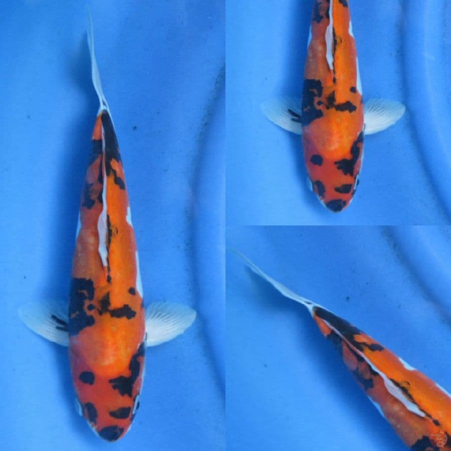 35cm , Doitsu Male
