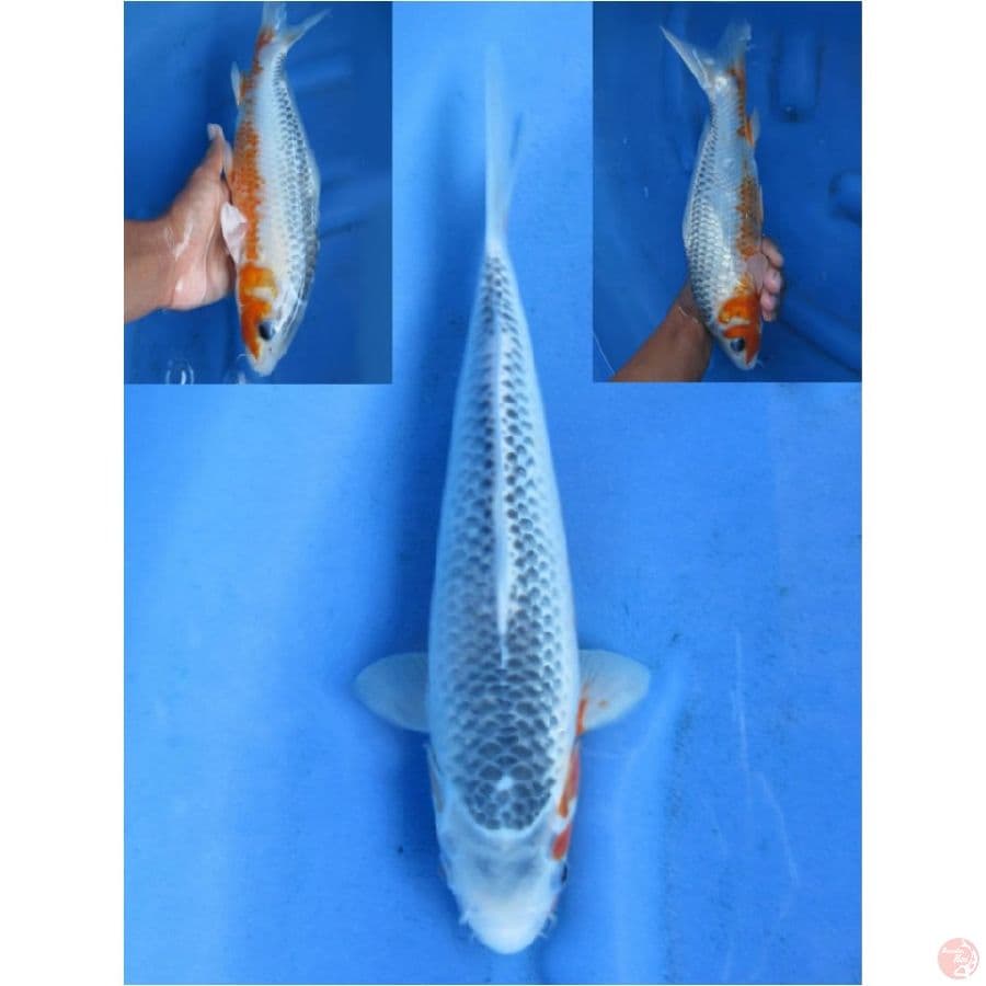 29cm , Asagi 