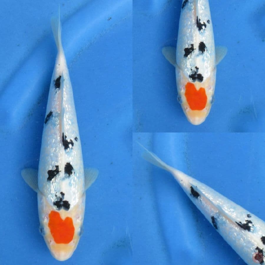 27cm , Tancho Ori Bersih 